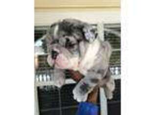 American Bulldog Puppy for sale in Washington, DC, USA