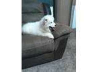 Samoyed Puppy for sale in Tipton, MO, USA