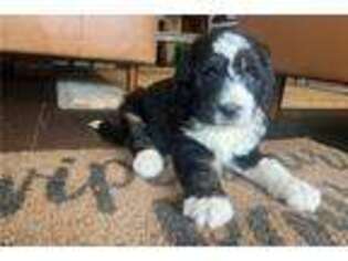 Mutt Puppy for sale in Dayton, OH, USA
