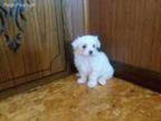 Maltese Puppy for sale in Grabill, IN, USA