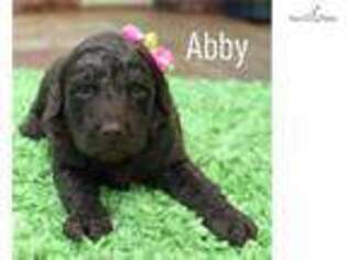 Labradoodle Puppy for sale in Little Rock, AR, USA