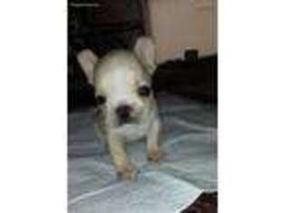 French Bulldog Puppy for sale in Polk City, FL, USA