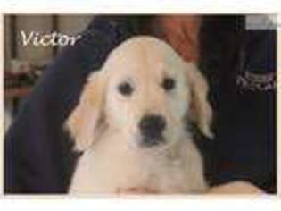 Golden Retriever Puppy for sale in Fort Worth, TX, USA