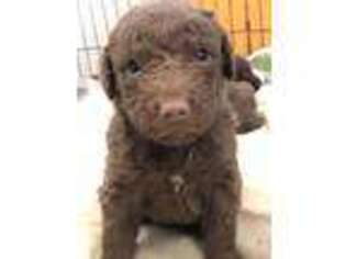 Chesapeake Bay Retriever Puppy for sale in Dunnsville, VA, USA