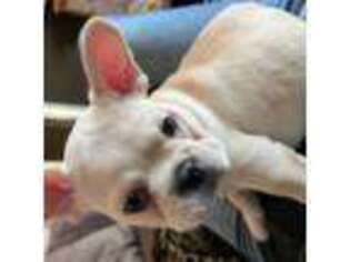 French Bulldog Puppy for sale in Laurens, IA, USA