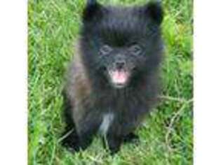 Pomeranian Puppy for sale in Saybrook, IL, USA