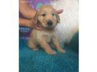 Goldendoodle Puppy for sale in Pocahontas, AR, USA