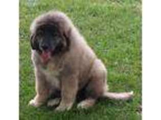 Mutt Puppy for sale in Francesville, IN, USA