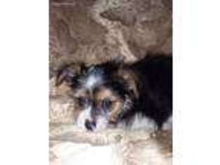 Yorkshire Terrier Puppy for sale in Gaffney, SC, USA