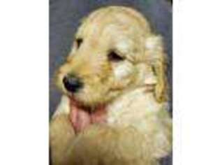 Goldendoodle Puppy for sale in Cranston, RI, USA