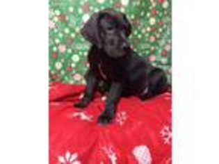 Great Dane Puppy for sale in Stroudsburg, PA, USA