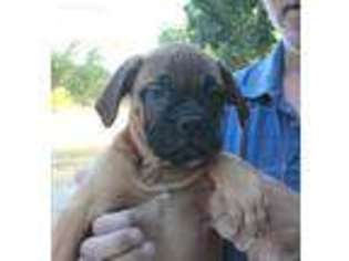 Bullmastiff Puppy for sale in Burleson, TX, USA