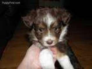 Miniature Australian Shepherd Puppy for sale in Nixa, MO, USA