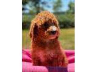 Goldendoodle Puppy for sale in Battle Lake, MN, USA