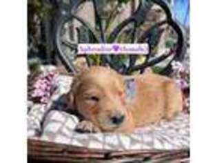 Golden Retriever Puppy for sale in Los Banos, CA, USA