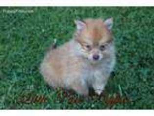 Pomeranian Puppy for sale in Jamesport, MO, USA