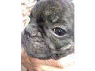 French Bulldog Puppy for sale in QUEEN CITY, TX, USA