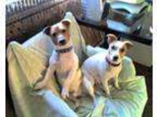 Jack Russell Terrier Puppy for sale in Hawley, PA, USA