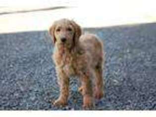 Goldendoodle Puppy for sale in Oakland, MD, USA