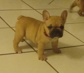 French Bulldog Puppy for sale in San Angelo, TX, USA