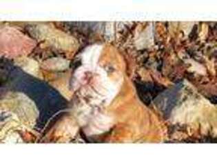 Bulldog Puppy for sale in Marysville, KS, USA