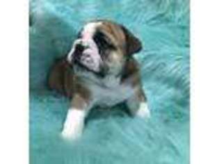 Bulldog Puppy for sale in Almo, KY, USA