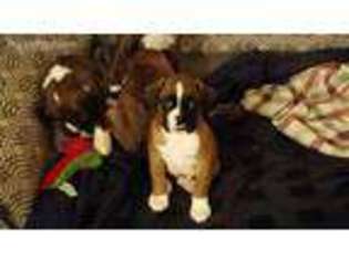 Boxer Puppy for sale in Canby, OR, USA