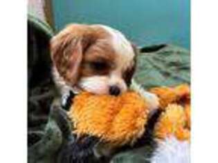 Cavalier King Charles Spaniel Puppy for sale in Port Angeles, WA, USA