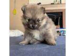 Pomeranian Puppy for sale in Littleton, CO, USA