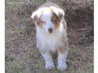 Miniature Australian Shepherd Puppy for sale in Iowa Park, TX, USA