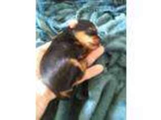 Yorkshire Terrier Puppy for sale in Colorado Springs, CO, USA