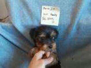 Yorkshire Terrier Puppy for sale in Marion, IN, USA
