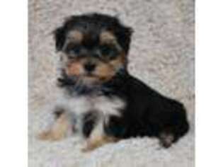 Maltese Puppy for sale in Deepwater, MO, USA