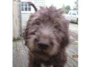 Labradoodle Puppy for sale in Brookville, OH, USA