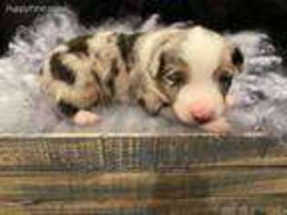 Miniature Australian Shepherd Puppy for sale in Glencoe, MN, USA