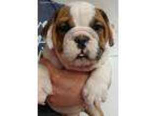 Bulldog Puppy for sale in Onaga, KS, USA