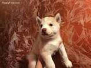Siberian Husky Puppy for sale in Staten Island, NY, USA