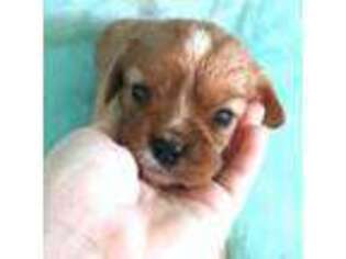 Cavalier King Charles Spaniel Puppy for sale in Glennville, GA, USA