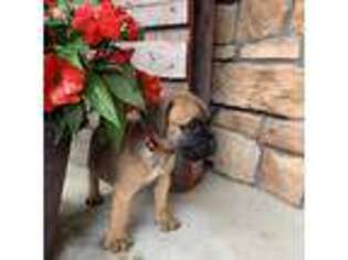 Bullmastiff Puppy for sale in Shipshewana, IN, USA