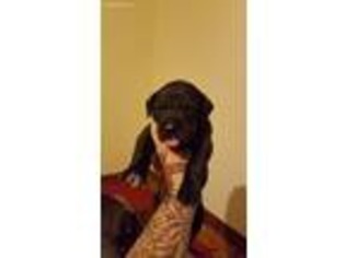 Great Dane Puppy for sale in Hillsboro, OH, USA