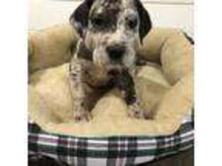 Great Dane Puppy for sale in Chickasha, OK, USA
