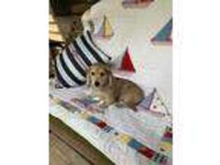 Dachshund Puppy for sale in Whitehall, MI, USA