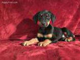 Doberman Pinscher Puppy for sale in Shoreham, NY, USA