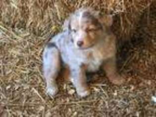 Australian Shepherd Puppy for sale in Christiana, TN, USA