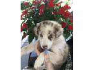 Border Collie Puppy for sale in Bellefonte, PA, USA