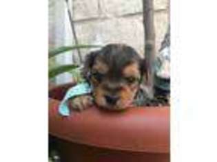 Yorkshire Terrier Puppy for sale in Kyle, TX, USA