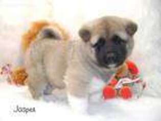 Akita Puppy for sale in Grant City, MO, USA