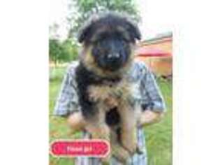 German Shepherd Dog Puppy for sale in Marion, IN, USA