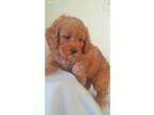Cock-A-Poo Puppy for sale in Arab, AL, USA
