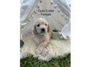 Goldendoodle Puppy for sale in North Port, FL, USA